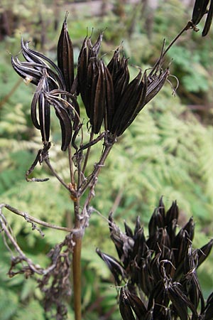 Myrrhis odorata \ Sdolde, Myrrhenkerbel / Sweet Cicely, S Västers 29.8.2010