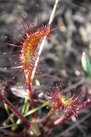 Drosera longifolia \ Langblttriger Sonnentau / Great Sundew, S Store Mosse 12.8.2009