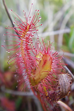 Drosera longifolia \ Langblttriger Sonnentau / Great Sundew, S Store Mosse 12.8.2009