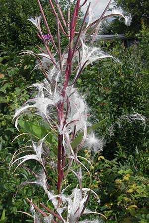 Epilobium angustifolium \ Schmalblttriges Weidenrschen / Rosebay Willowherb, S Tanum 9.8.2010