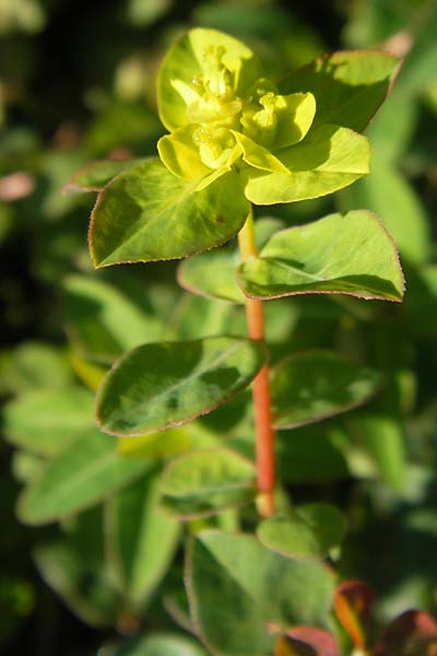 Euphorbia verrucosa \ Warzen-Wolfsmilch / Warty Spurge, S Botan. Gar.  Universit.  Uppsala 28.8.2010