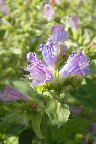 Echium creticum \ Kretischer Natternkopf / Cretan Bugloss, S Botan. Gar.  Universit.  Uppsala 28.8.2010