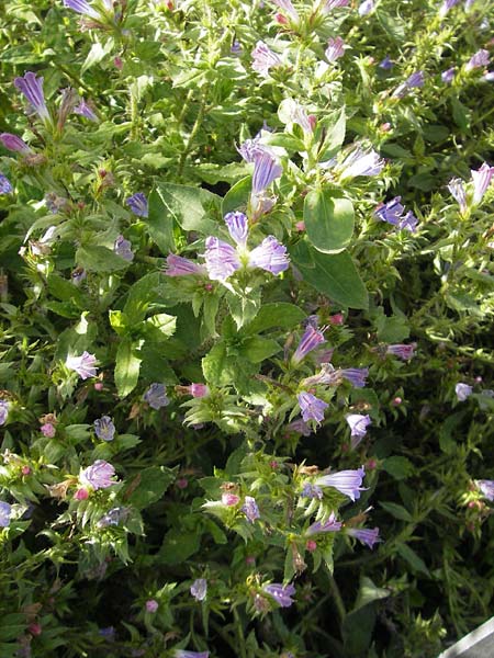 Echium creticum \ Kretischer Natternkopf / Cretan Bugloss, S Botan. Gar.  Universit.  Uppsala 28.8.2010