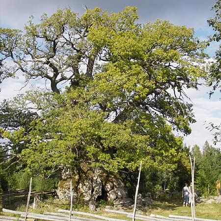 Quercus robur \ Stiel-Eiche / Common Oak, S Smland, Kvilleken 11.8.2009