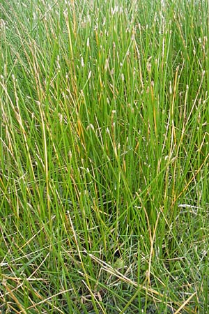 Eleocharis palustris agg. \ Gewhnliche Sumpfbinse, Gemeine Sumpfsimse / Common Spike Rush, S Torekov 3.8.2010
