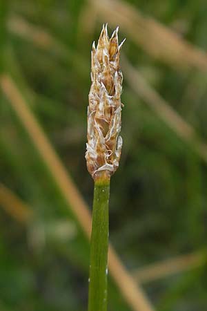 Eleocharis palustris agg. \ Gewhnliche Sumpfbinse, Gemeine Sumpfsimse / Common Spike Rush, S Torekov 3.8.2010