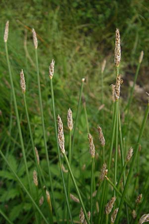Eleocharis palustris agg. \ Gewhnliche Sumpfbinse, Gemeine Sumpfsimse / Common Spike Rush, S Torekov 3.8.2010