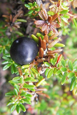 Empetrum nigrum \ Krhenbeere, Rauschbeere / Crow Berry, S Fjällbacka 8.8.2010
