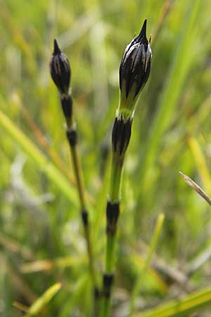 Equisetum x trachyodon \ Rauz&auml;hniger Schachtelhalm / Mackay's Horsetail, S &Ouml;land, Stora Alvaret, M&ouml;ckel Mossen 8.8.2009