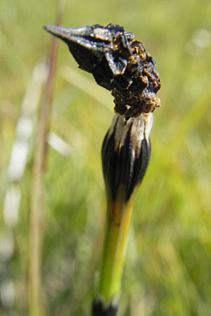 Equisetum x trachyodon \ Rauz&auml;hniger Schachtelhalm / Mackay's Horsetail, S &Ouml;land, Stora Alvaret, M&ouml;ckel Mossen 8.8.2009