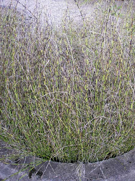 Equisetum x litorale \ Ufer-Schachtelhalm / Hybrid Horsetail, S Botan. Gar.  Universit.  Uppsala 28.8.2010