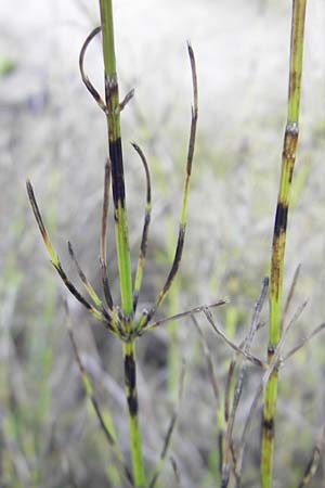 Equisetum x litorale \ Ufer-Schachtelhalm / Hybrid Horsetail, S Botan. Gar.  Universit.  Uppsala 28.8.2010