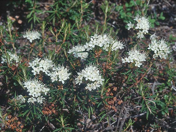 Rhododendron tomentosum \ Sumpf-Porst / Labrador Tea, S Jokkmokk 18.6.1995