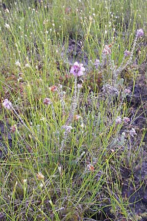 Erica tetralix \ Moor-Glockenheide / Cross-Leaved Heath, S Store Mosse 12.8.2009