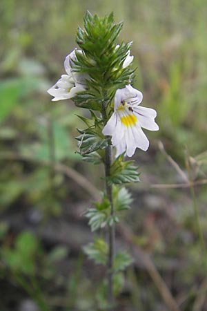 Euphrasia rostkoviana \ Gewhnlicher Augentrost / Common Eyebright, S Vänersborg 12.8.2010