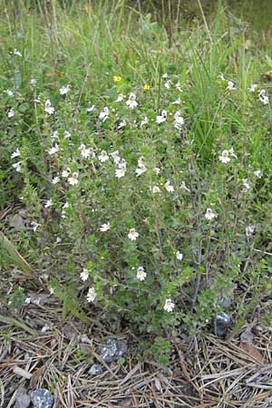 Euphrasia rostkoviana \ Gewhnlicher Augentrost / Common Eyebright, S Vänersborg 12.8.2010