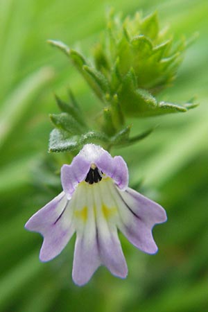 Euphrasia arctica subsp. tenuis ? \ N�rdlicher Augentrost / Northern Eyebright, S V&auml;ster�s 28.8.2010