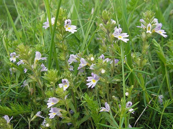 Euphrasia arctica subsp. tenuis ? \ N�rdlicher Augentrost / Northern Eyebright, S V&auml;ster�s 28.8.2010