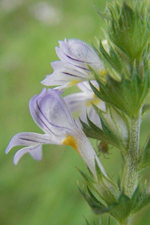 Euphrasia arctica subsp. tenuis ? \ N�rdlicher Augentrost / Northern Eyebright, S V&auml;ster�s 28.8.2010