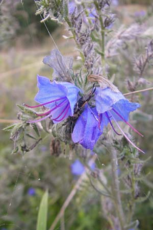 Echium vulgare \ Gemeiner Natternkopf / Viper's Bugloss, S Västers 28.8.2010