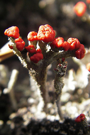 Cladonia floerkeana \ Rotfr&uuml;chtige Becher-Flechte / Red Pixie Cup, S Store Mosse 12.8.2009