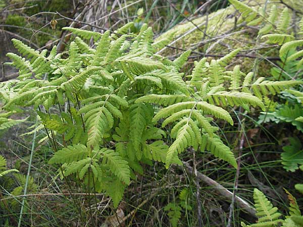 Gymnocarpium dryopteris \ Eichenfarn / Oak Fern, S Orust 7.8.2010