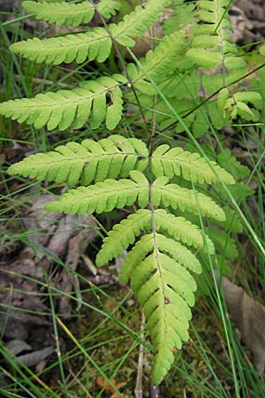 Gymnocarpium dryopteris \ Eichenfarn / Oak Fern, S Orust 7.8.2010