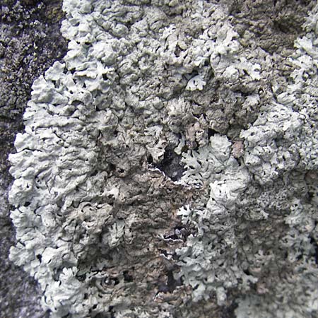 Lecanorales spec7 ? \ Flechte / Lichen, S V&auml;ster�s &Auml;ngs&ouml; 29.8.2010