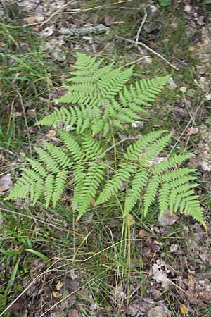 Gymnocarpium dryopteris \ Eichenfarn / Oak Fern, S Västers Ängsö 29.8.2010