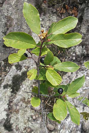 Frangula alnus \ Faulbaum / Alder Buckthorn, S Varberg 4.8.2010