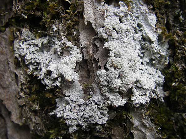 Lecanorales spec2 ? \ Flechte / Lichen, S Varberg 4.8.2010