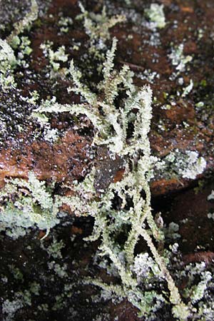 Cladonia squamosa ? \ Schuppen-Becherflechte / Lichen, S Skurugata 12.8.2009