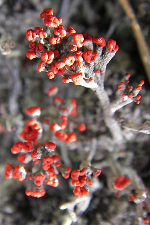 Cladonia floerkeana \ Rotfr&uuml;chtige Becher-Flechte / Red Pixie Cup, S Store Mosse 12.8.2009