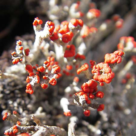 Cladonia floerkeana \ Rotfr&uuml;chtige Becher-Flechte / Red Pixie Cup, S Store Mosse 12.8.2009