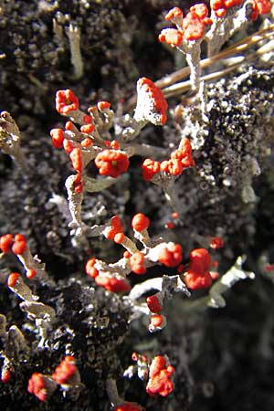 Cladonia floerkeana \ Rotfr&uuml;chtige Becher-Flechte / Red Pixie Cup, S Store Mosse 12.8.2009