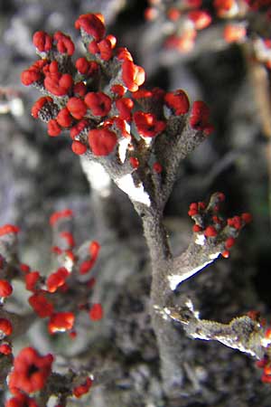 Cladonia floerkeana \ Rotfr&uuml;chtige Becher-Flechte / Red Pixie Cup, S Store Mosse 12.8.2009