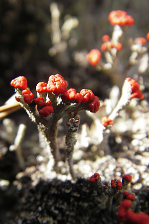 Cladonia floerkeana \ Rotfr&uuml;chtige Becher-Flechte / Red Pixie Cup, S Store Mosse 12.8.2009