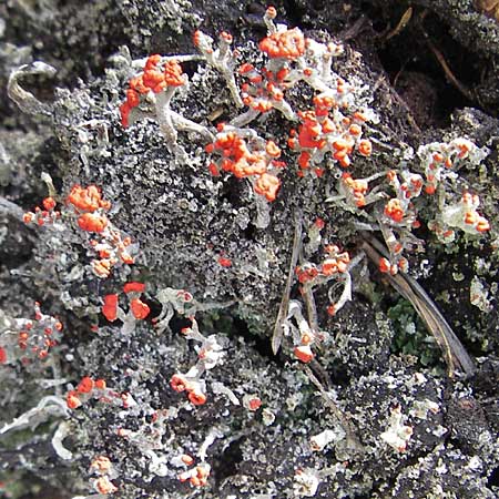 Cladonia floerkeana \ Rotfr&uuml;chtige Becher-Flechte / Red Pixie Cup, S Store Mosse 12.8.2009