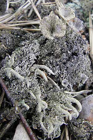 Cladonia spec6 ? \ Flechte / Lichen, S Store Mosse 12.8.2009