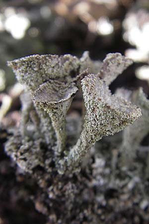 Cladonia spec6 ? \ Flechte / Lichen, S Store Mosse 12.8.2009