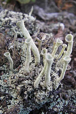 Cladonia spec6 ? \ Flechte / Lichen, S Store Mosse 12.8.2009