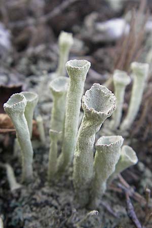 Cladonia spec6 ? \ Flechte / Lichen, S Store Mosse 12.8.2009