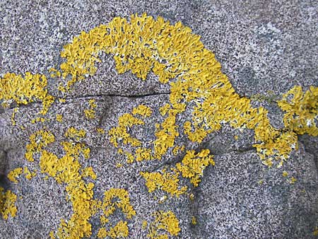 Caloplaca thallincola ? \ Krusten-Flechte / Crustose Lichen, S Kullaberg 13.8.2009