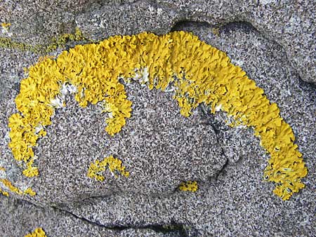 Caloplaca thallincola ? \ Krusten-Flechte / Crustose Lichen, S Kullaberg 13.8.2009