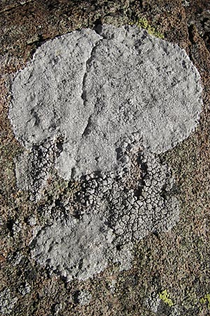 Aspicilia cinerea ? \ Hohlschild-Flechte / Rimmed Lichen, S Kullaberg 13.8.2009