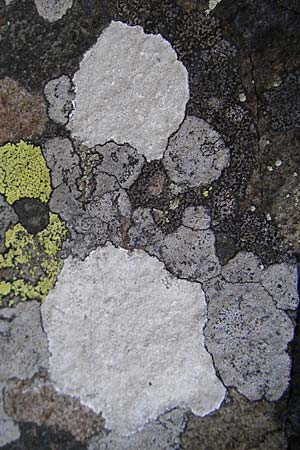 Aspicilia cinerea ? \ Hohlschild-Flechte / Rimmed Lichen, S Kullaberg 13.8.2009