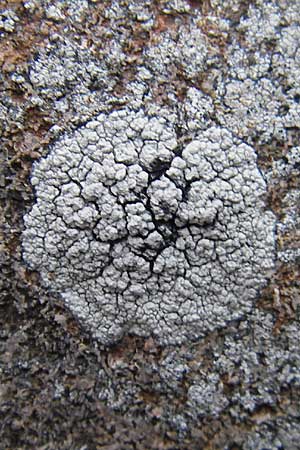 Aspicilia cinerea ? \ Hohlschild-Flechte / Rimmed Lichen, S Kullaberg 13.8.2009