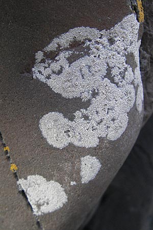 Aspicilia cinerea ? \ Hohlschild-Flechte / Rimmed Lichen, S Kullaberg 13.8.2009