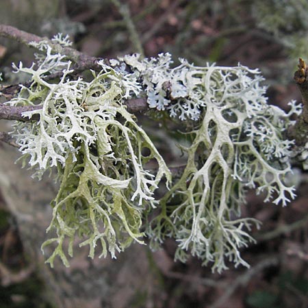 Pseudevernia furfuracea \ Band-Flechte, Baum-Flechte / Tree Moss, S Kullaberg 14.8.2009