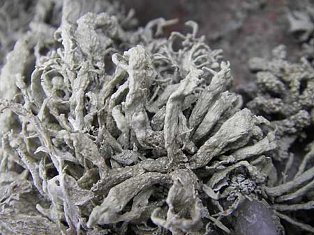 Ramalina spec1 ? \ Ast-Flechte / Lichen, S Torekov 3.8.2010